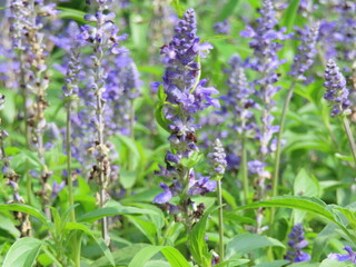 ラベンダーの花