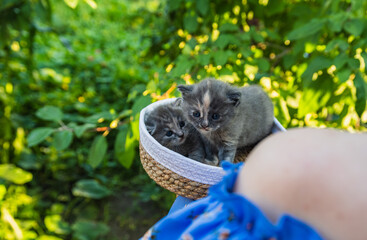 Two Adorable Kittens Snuggled Together in a Woven Basket Outdoors on a Sunny Day