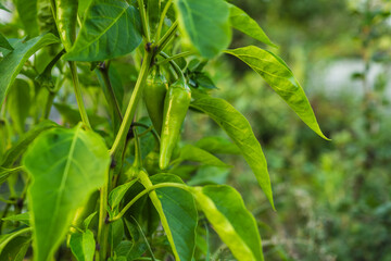 Fresh Green Chilies Growing on Vibrant Plants in a Sunny Garden Setting