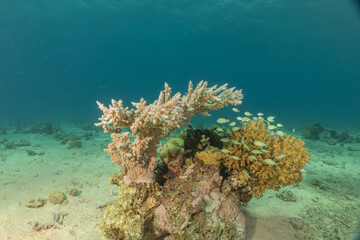 Coral reef and water plants in the Red Sea, Eilat Israel
