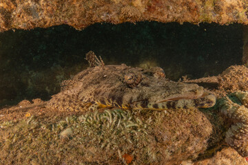 Fish swimming in the Red Sea, colorful fish, Eilat Israel
