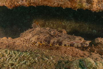 Fish swimming in the Red Sea, colorful fish, Eilat Israel
