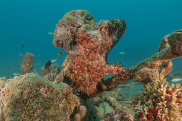 Frog fish in the Red Sea Colorful and beautiful, Eilat Israel
