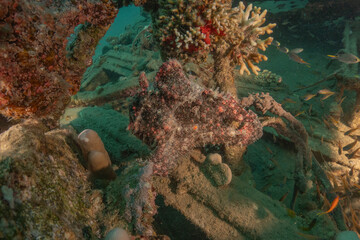 Frog fish in the Red Sea Colorful and beautiful, Eilat Israel
