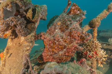 Frog fish in the Red Sea Colorful and beautiful, Eilat Israel
