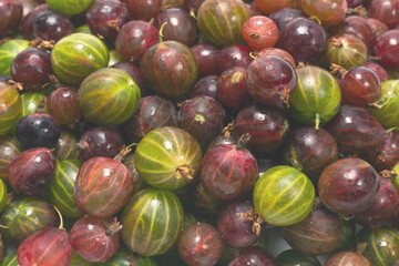 Gooseberry  as a background.