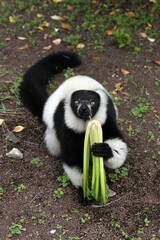 エサを食べるクロシロエリマキキツネザル