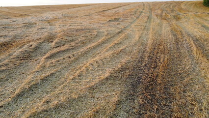 Field yellow dry stems from mowed harvested wheat on summer. Cut stems of grain ears. Mowed wheat...