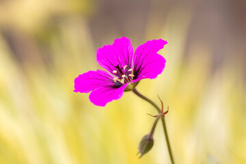 Closeup image of a Geranium psilostemon (Armenian cransbill) against grasses blurred in the...
