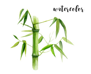 Stunning and Elegant Watercolor Illustration of Bamboo Perfect for Various Creative Projects