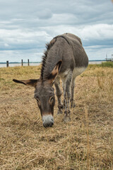Donkey at Port de Vitrezay in France