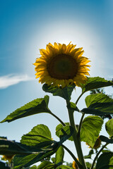 Sunflower under blue sky in France