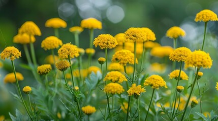 Blooming tansy tanacetum vulgare in summer garden setting