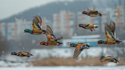 Mandarin ducks return to vladivostok amid winter snow