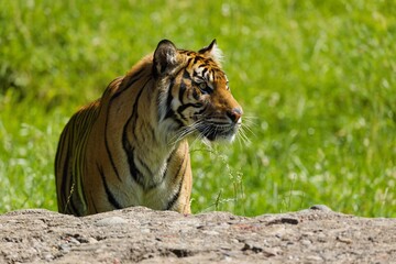 Tiger in Grassy Habitat
