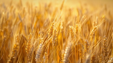 Fototapeta premium Golden ripe wheat fields in europe under summer sunlight