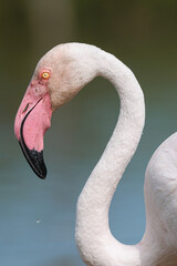 Greater Flamingo (phoenicopterus roseus) close portrait on Jully 11, 2024 in Ornithological Park of Pont de Gau, Camargue, France.