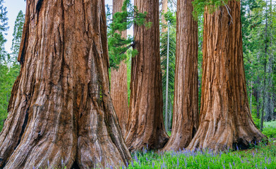 Mariposa Grove of Giant Sequoias, Yosemite National Park, California USA