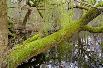 Sumpflandschaft im Wald mit Baumen und Wasser