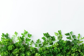 Obraz premium Parsley fresh healthy herb leaves on white background. Fresh wholefoods farmer's market produce