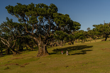The primeval laurel forest of Laurissilva on the island of Madeira Portugal