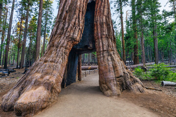 The California Tunnel Tree. The tunnel was carved through the tree in 1895 to allow horse-drawn...