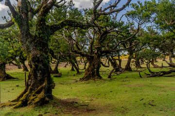 The primeval laurel forest of Laurissilva on the island of Madeira Portugal Gnarled trees scattered across a grassy field. Rolling hills stretch into the distance under a clear blue sky.