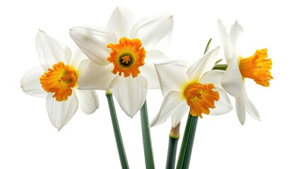 narcissus flower bouquet bunch on white background