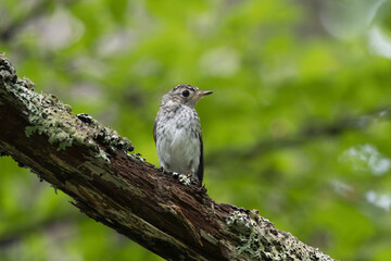 枝にとまるサメビタキの幼鳥