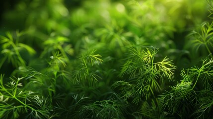 green grass background