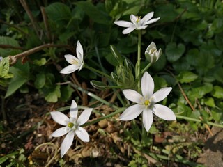 Milchstern Blüten