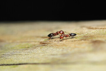 Black carpenter ant macro photo