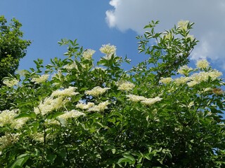 Holunderblütenmeer