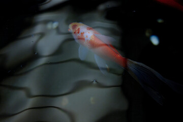 金魚