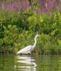 Egret with some purple flowers 
