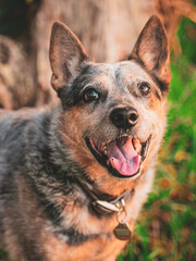 Blue Heeler