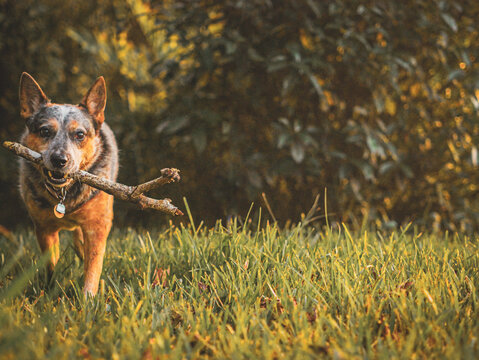 Dog with Stick