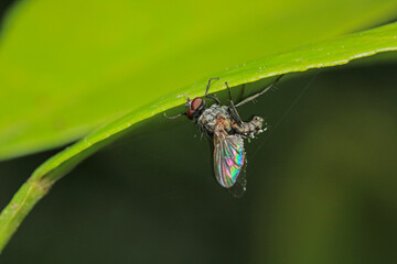 macro photo of housefly facing back