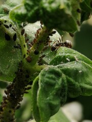 Ameise und Blattläuse