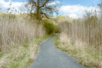 a concrete asphalt paved walking trail leads a nature jogging path through a forest of dried tall reeds and grasses over six feet tall towards a fishing area bank of a river