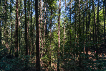 Obraz premium red wood forest outdoor nature summer