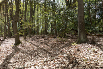 dried leaf litter and fallen branches blanket the forest floor beneath the canopy of deciduous trees in a low elevation wooded area