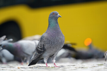 Feral pigeon columba livia domestica resting on pavement in front of blurry yellow bus in Berlin