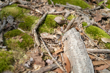 sticks trigs branches and leaf litter scattered on the forest floor with green moss also growing directly on the soil ground beneath a deciduous tree canopy