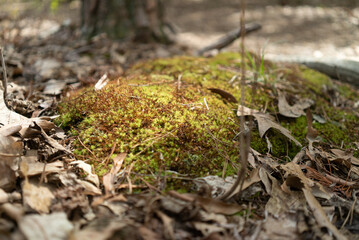 leaf litter and dried pine needles on the forest floor surround a mound of moss at the base of a tree