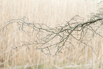 a deciduous tree branch and small delicate twigs without its leaves during the winter season set to a backdrop of dried brown tall wetland grass