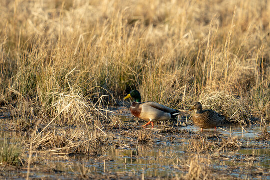 waterfowl, mated pair of ducks, male and female drake mallards in freshwater puddles next to tall dried brown grass of a swamp land marsh wetland ecosystem where they are planning to nest
