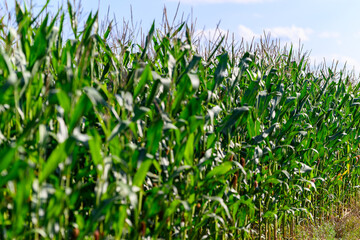 Close-up photo of a field growing organic corn, green leaves and ears