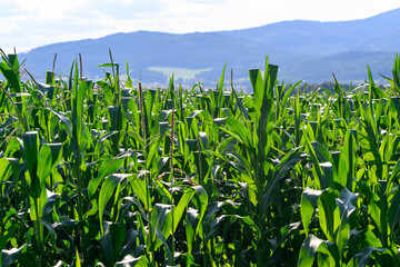 Close-up photo of a field growing organic corn, green leaves and ears