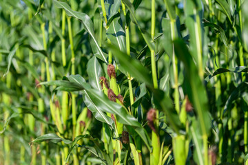 Close-up photo of a field growing organic corn, green leaves and ears